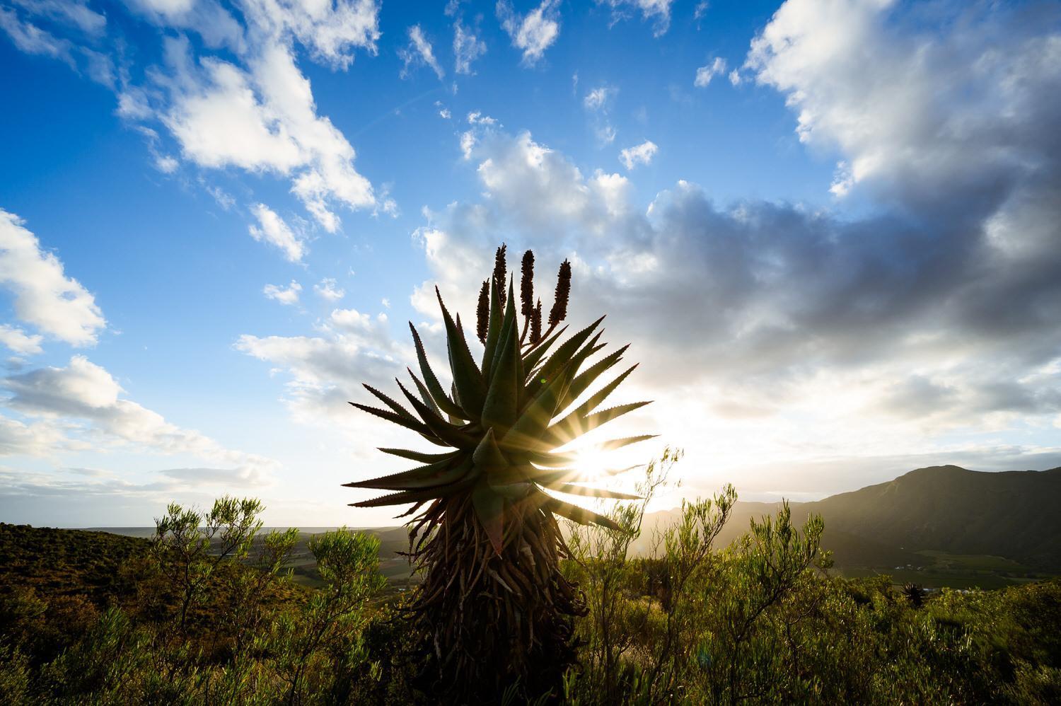 Le Petit Karoo Ranch Bed & Breakfast Oudtshoorn Exterior photo